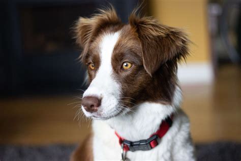 how much do collies shed.